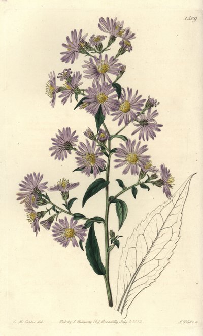 Aster variete - Panicled aster, Symphyotrichum lanceolatum (Pallid aster, Aster pallens). Håndfarget kobberstikk av S. Watts etter en illustrasjon av Charles M Curtis fra Sydenham Edwards' Botanical Register, Ridgeway, London av Sydenham Teast Edwards