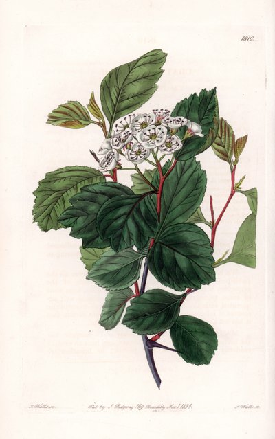 Aubepin eller hvit torn, hjemmehørende i Nord-Amerika - Gravert av S.Watts, fra en illustrasjon av Sarah Anne Drake (1803-1857), fra Botanical Register of Sydenham Edwards (1768-1819), England av Sydenham Teast Edwards
