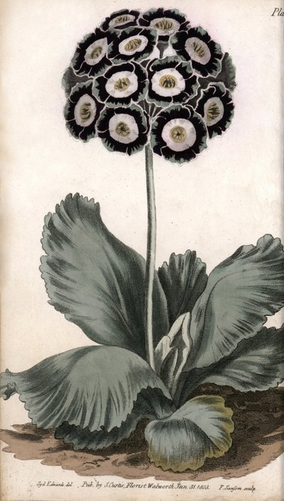 Auricle eller bjørneøre. Farget kobberstikk, illustrasjon av Sydenham Edwards (1768-1819) for Conferences of Botanical, Botanical Garden of Lambeth (England) av Sydenham Teast Edwards