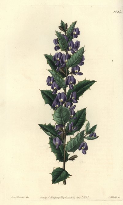 Australsk hovea busk variete - Hovea chorizemifolia (Chorozemma-leaved hovea, Hovea chorozemaefolia). Håndfarget kobberstikk av S. Watts etter en illustrasjon av Miss Sarah Drake fra Sydenham Edwards' Botanical Register, Ridgeway, London av Sydenham Teast Edwards