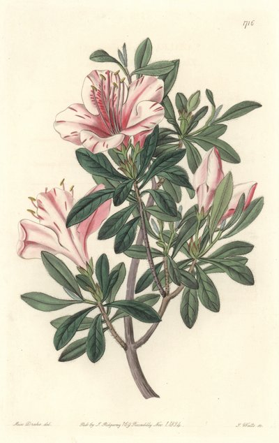 Azalee of Florists - S. Watts Strong Water fra en illustrasjon av Sarah Anne Drake (1803-1857), fra Botanical Register av Sydenham Teast Edwards