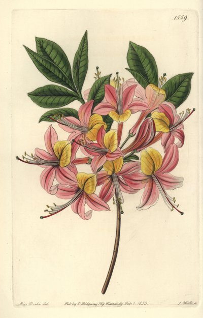 Azalee pontic yellow - Gul azalea, Rhododendron luteum (Changeable Pontic azalea, Azalea pontica versicolor). Håndfarget kobberstikk av S. Watts etter en illustrasjon av Miss Sarah Drake fra Sydenham Edwards