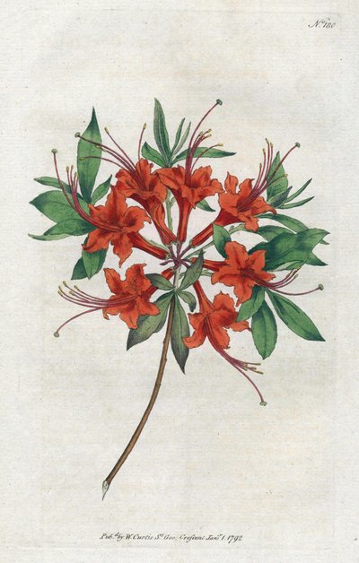 Azalee med bare blomster (Rhododendron periclymenoides) - Litografi av Sydenham Edwards (1768-1819), tallerken fra Botanical Magazine av William Curtis (1746-1799) av Sydenham Teast Edwards