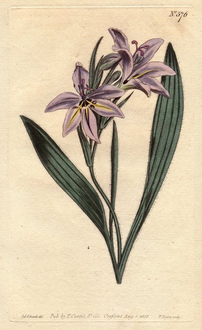 Bavianblomst med søt parfyme, med syrinblomster bleke. Søtduftende babiana med bleke syrinblomster. Babiana plicata. Håndfarget kobberstikk fra en botanisk illustrasjon av Sydenham Edwards fra William Curtis' "" Botanical Magazine"" av Sydenham Teast Edwards