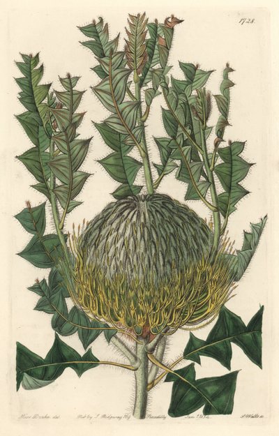 Banksia speciosa, opprinnelig fra Australia - S. Watts sterkt vann fra en illustrasjon av Sarah Anne Drake (1803-1857), fra Botanical Register av Sydenham Teast Edwards