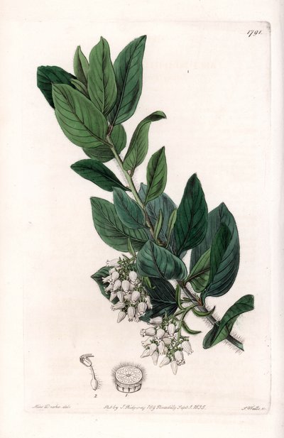 Bear Grape, opprinnelig fra California - Gravert av S.Watts, fra en illustrasjon av Sarah Anne Drake (1803-1857), fra Botanical Register of Sydenham Edwards (1768-1819), England av Sydenham Teast Edwards