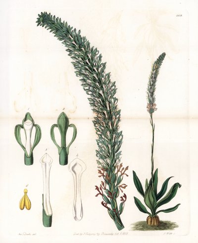 Belle sauroglossum - Plate gravert av S.Watts, fra en illustrasjon av Sarah Anne Drake (1803-1857), fra Botanical Register of Sydenham Edwards (1768-1819), England av Sydenham Teast Edwards