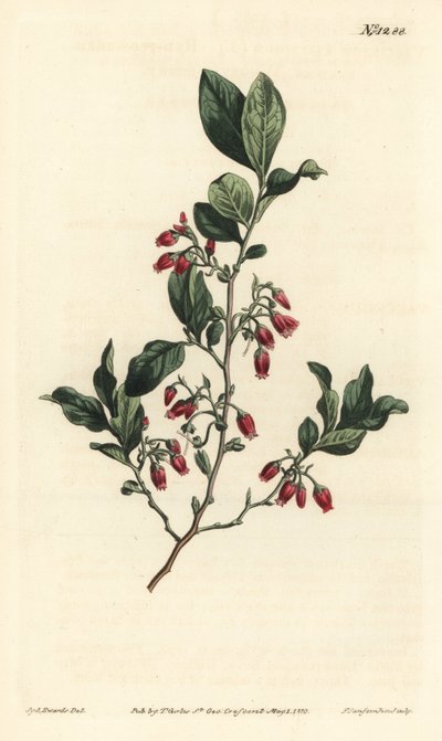 Svart huckleberry, Gaylussacia baccata (rødblomstret klamme bær, Vaccinium resinosum) - Håndfarget kobberstikk av F. Sansom Jr. etter en illustrasjon av Sydenham Edwards fra William Curtis