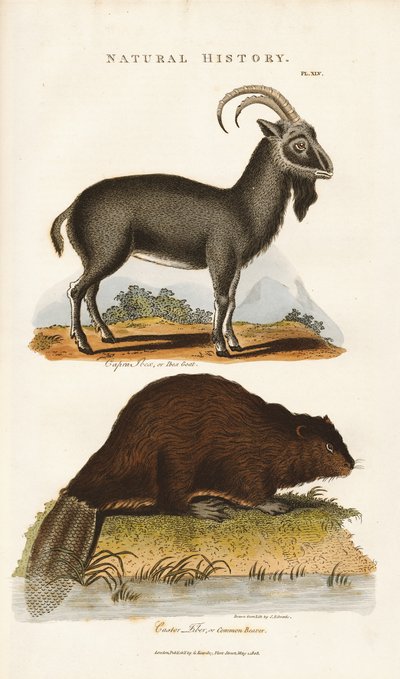 Blå geit og bever av Sydenham Teast Edwards