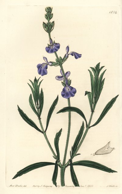 Blåsalvie - gresssalvie, Salvia azurea (Smalbladet salvie, Salvia angustifolia). Håndfarget kobberstikk av S. Watts etter en illustrasjon av Miss Sarah Drake fra Sydenham Edwards
