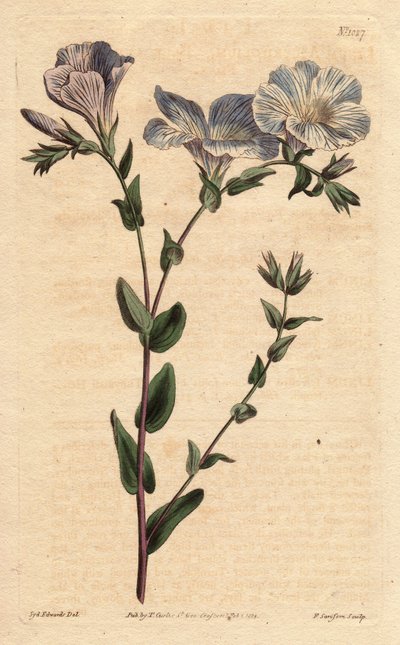 Blått og hvitt lin, med lyseblå blomster, hjemmehørende i Europa. Blå og hvit lin med lyseblå blomster. Innfødt i Europa. Linum ascyrifolium. Håndfarget kobberstikk fra en botanisk illustrasjon av Sydenham Edwards fra William Curtis sin "" av Sydenham Teast Edwards