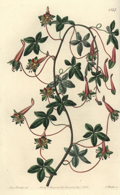 Bolivias kapusiner - Fembladet tropaeoleum, Tropaeoleum pentaphyllum. Håndfarget kobberstikk av S. Watts etter en illustrasjon av Miss Sarah Drake fra Sydenham Edwards' Botanical Register, Ridgeway, London av Sydenham Teast Edwards