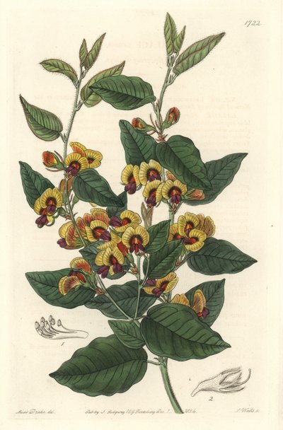 Bossiaea a grade flowers, Australian originanire - S. Watts sterkt vann fra en illustrasjon av Sarah Anne Drake (1803-1857), fra Botanical Register av Sydenham Teast Edwards
