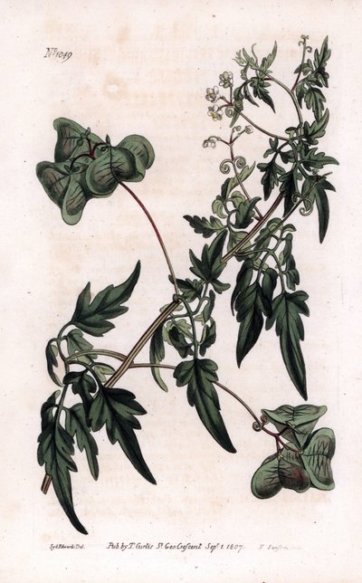 Botanikk: kardiosperm eller hjerteerter. Glatt hjertefrø eller ballongplante, Cardiospermum halicacabum. Håndfarget kobberstikk av F. Sansom fra en illustrasjon av Sydenham Edwards fra William Curtis