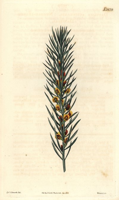 Grein med nåler, av en busk Daviesia Aicularis, hjemmehørende i Australia. Illustrasjon av Sydenham Edwards, gravering av Weddell. Eau forte i The Curtis Botanical Magazine, av Samuel Curtis av Sydenham Teast Edwards