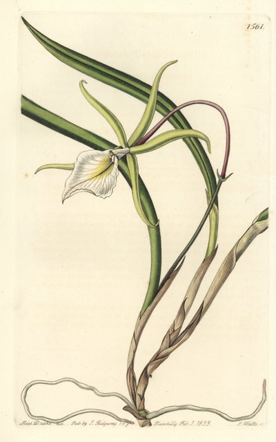 Brassavola perrinii (Perrins brasavola, Brasavola perrinii). Håndfarget kobberstikk av S. Watts etter en illustrasjon av Miss Sarah Drake fra Sydenham Edwards' Botanical Register, Ridgeway, London av Sydenham Teast Edwards