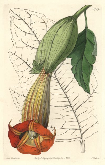 Brugmansia ecarlate eller trompet av engler ecarlate, hjemmehørende i Sør-Amerika - Strong water av S. Watts fra en illustrasjon av Sarah Anne Drake (1803-1857), fra Botanical Register av Sydenham Teast Edwards