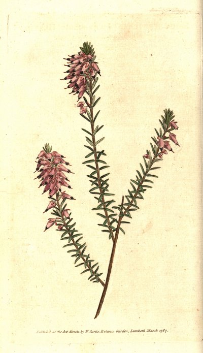 Bruyere carnee, Bruyere farge på kjøtt, Bruyere av snøen eller Bruyere of the Alps - Urteaktig lynghei, Erica herbacea. Håndfarget kobberstikk etter en botanisk illustrasjon av Sydenham Edwards fra William Curtis