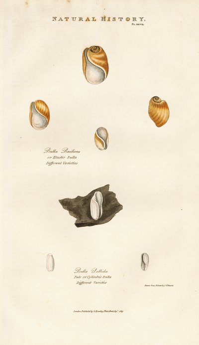 Bobleskjell av forskjellige arter av Sydenham Teast Edwards