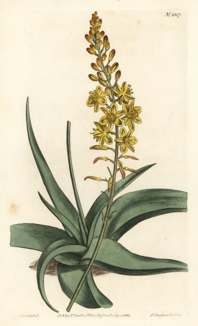 Bulbine variete - Bulbine alooides (Aloe-leaved anthericum, Anthericum alooides). Håndfarget kobberstikk av F. Sansom Jr. etter en illustrasjon av Sydenham Edwards fra William Curtis' Botanical Magazine, T. Curtis, London av Sydenham Teast Edwards