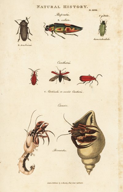 Bupreste et pagure (bernard l'eremitt) - Juvelbiller, Buprestis ocellata, scarlet cantharis og vanlig eremittkrabbe, Pagurus bernhardus (Cancer bernardus). Håndfarget kobberstikk etter Sydenham Edwards fra John Mason Goods Pantologia, a New av Sydenham Teast Edwards
