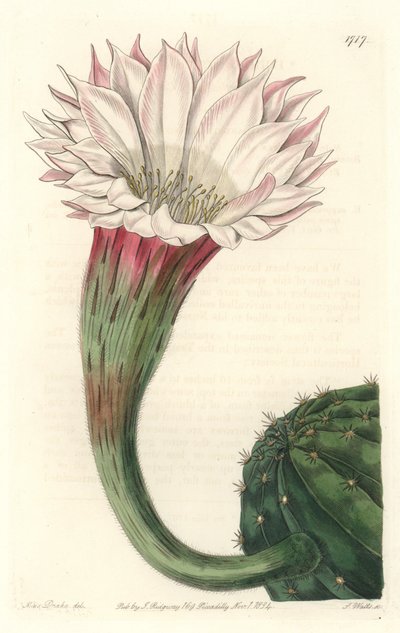 Kaktuskråkebolle eller Moseskule, i blomst, hjemmehørende i Brasil - Strong water av S. Watts fra en illustrasjon av Sarah Anne Drake (1803-1857), fra Botanical Register av Sydenham Teast Edwards