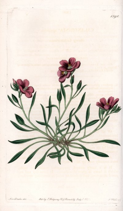 Calandrinia variete, innfødt i Amerika - Plate gravert av S.Watts, fra en illustrasjon av Sarah Anne Drake (1803-1857), fra Botanical Register of Sydenham Edwards (1768-1819), England av Sydenham Teast Edwards