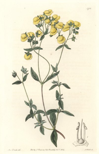 Calceolaire eller liten tøffel eller veske av dame, hjemmehørende i Chile - Water forte av S. Watts fra en illustrasjon av Sarah Anne Drake (1803-1857), fra Botanical Register av Sydenham Teast Edwards