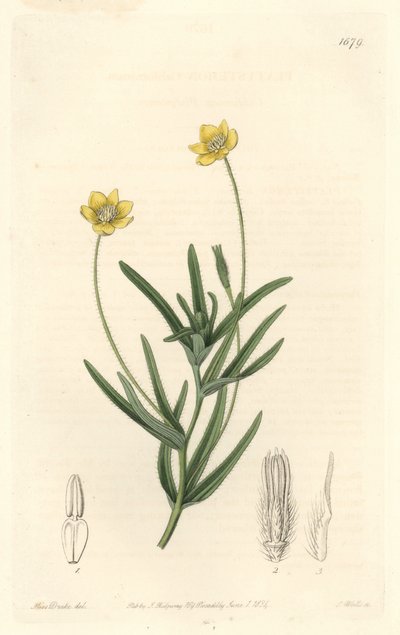California Platystemon - S. Watts Strong Water fra en illustrasjon av Sarah Anne Drake (1803-1857), fra Botanical Register av Sydenham Teast Edwards