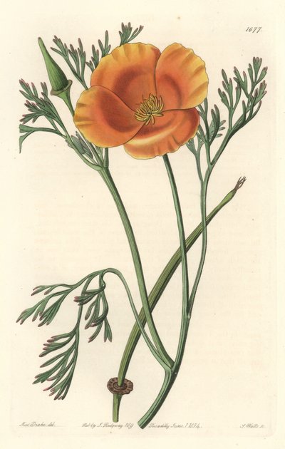 California valmue eller amerikansk valmue - S. Watts sterkt vann fra en illustrasjon av Sarah Anne Drake (1803-1857), fra Botanical Register av Sydenham Teast Edwards