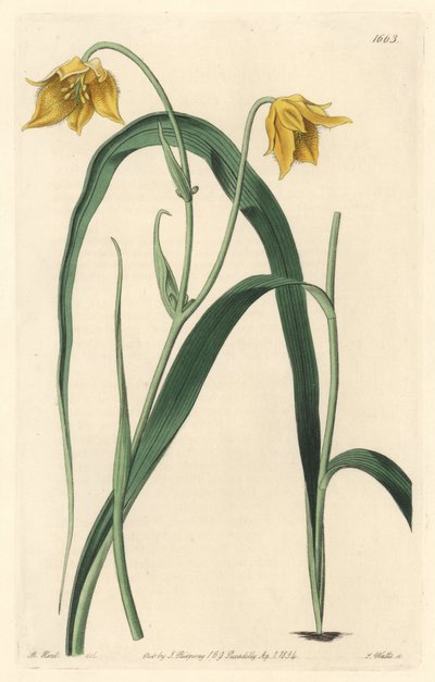 Calochorte (mariposa) eller cyclobothre med blekgule blomster, hjemmehørende i Mexico - Strong water av S. Watts fra en illustrasjon av Sarah Anne Drake (1803-1857), fra Botanical Register av Sydenham Teast Edwards