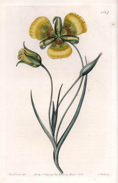 Calochortus har store gule blomster - Gravert tavle av S.Watts, fra en illustrasjon av Sarah Anne Drake (1803-1857), fra Botanical Register of Sydenham Edwards (1768-1819), England av Sydenham Teast Edwards