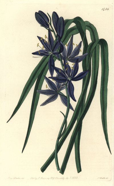 Camassie - Camash, Camassia quamash (spisebar quamash, Camassia esculenta). Håndfarget kobberstikk av S. Watts etter en illustrasjon av Sarah Drake fra Sydenham Edwards