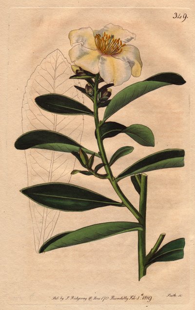 Camellia (Camelias) Penang, en hvit blomst tonet med gulaktig skjær til blomst. Camellia axillaris. Håndfarget kobberstikk fra en botanisk illustrasjon av Sydenham Edwards fra William Curtis' "" Botanical Magazine"" 1790-1800. av Sydenham Teast Edwards