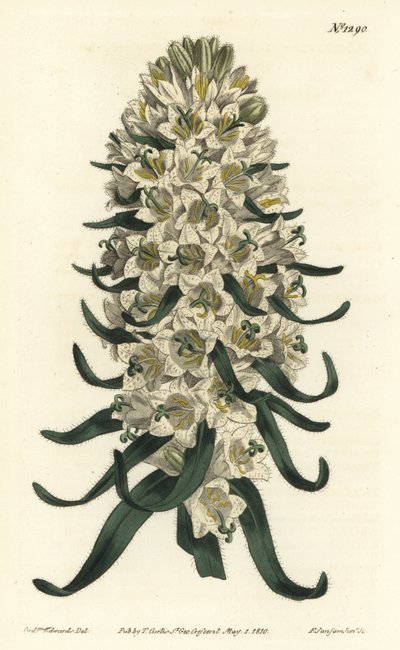 Campanula har vakre blomster - Pyreneisk klokkeblomst, Campanula speciosa (Langpigget klokkeblomst, Campanula thyrsoidea). Håndfarget kobberstikk av F. Sansom Jr. etter en illustrasjon av Sydenham Edwards fra William Curtis' Botanical Magazine, av Sydenham Teast Edwards