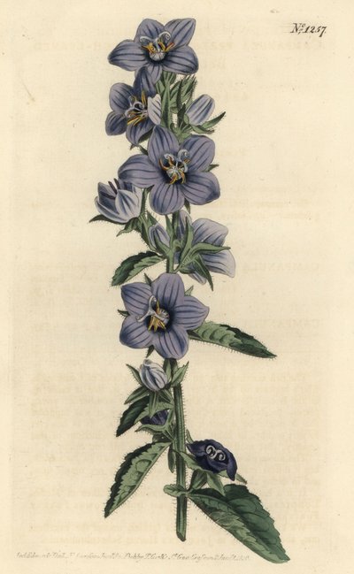 Campanule - Grovbladet klokkeblomst, Campanula peregrina. Håndfarget kobberstikkgravering av F. Sansom Jr. etter en illustrasjon av Sydenham Edwards fra William Curtis 