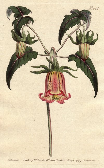 Kanarieklokketårn, blomst i form av en fallende klokke, gul med rosa åre, opprinnelse Kanariøyene. Kanariklokkeblomst med rosa årede gule blomster hengende. Innfødt fra Kanariøyene. Canarina campanula. Håndfarget kobberstikk fra av Sydenham Teast Edwards