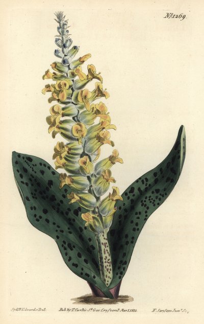 Kapphyacinth (falsk orkide) - Flekkbladet orchis-lignende lachenalia, Lachenalia orchioides. Håndfarget kobberstikkgravering av F. Sansom Jr. etter en illustrasjon av Sydenham Edwards fra William Curtis 