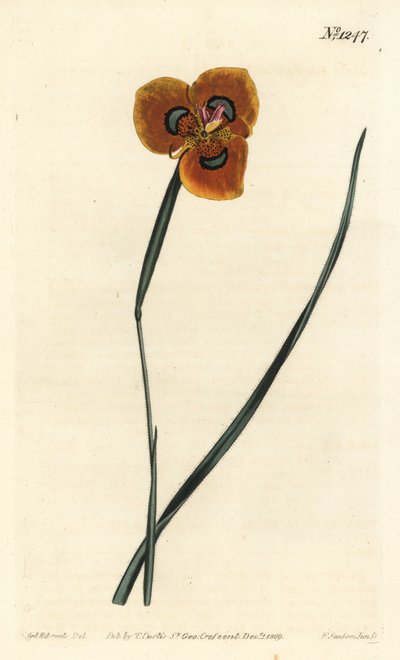 Kapptulipan - Oransjefarget moraea, Moraea tulbaghensis (Moraea pavonia). Håndfarget kobberstikk av F. Sansom Jr. etter en illustrasjon av Sydenham Edwards fra William Curtis' Botanical Magazine, T. Curtis, London av Sydenham Teast Edwards