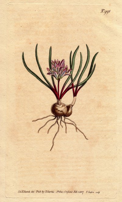 Kapphyasint, med løk, ecarlate blader og blekrosa blomst. Cape Hyacinth, med pære, skarlagensrøde blader og blekrosa blomster. Polyzena corymbosa (Massonia corymbosa). Håndfarget kobberstikk fra en botanisk illustrasjon av Sydenham Edwards fr av Sydenham Teast Edwards
