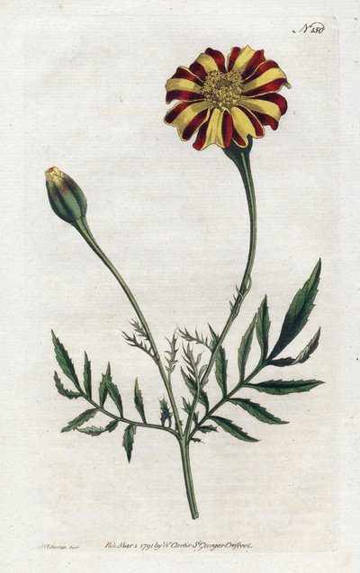 Carnation of India eller tagete etalee - Litografi av Sydenham Edwards (1768-1819), tallerken fra Botanical Magazine av William Curtis (1746-1799) av Sydenham Teast Edwards