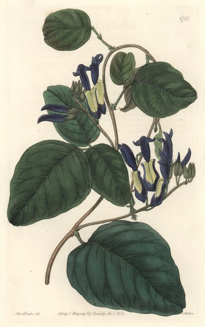Caulinie noiratre, hjemmehørende i Australia - S. Watts sterkt vann fra en illustrasjon av Sarah Anne Drake (1803-1857), fra Botanical Register av Sydenham Teast Edwards