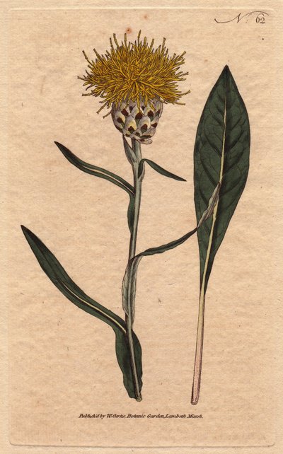 Centauree har pastellblader, med gul luftig blomst. Orientalsk. Woad leaf centaurea med gule luftige blomster. Innfødt i øst. Centaurea glastifolia. Håndfarget kobberstikk fra en botanisk illustrasjon av Sydenham Edwards fra William av Sydenham Teast Edwards