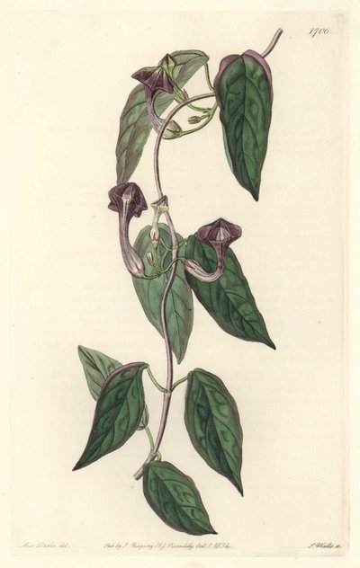 Ceropegia elegant, innfødt i India - Strong water av S. Watts fra en illustrasjon av Sarah Anne Drake (1803-1857), fra Botanical Register av Sydenham Teast Edwards