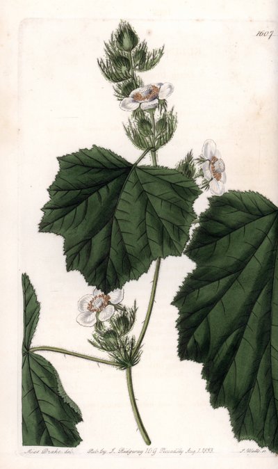 Chestnut vine - Plate gravert av S.Watts, fra en illustrasjon av Sarah Anne Drake (1803-1857), fra Botanical Register of Sydenham Edwards (1768-1819), England av Sydenham Teast Edwards