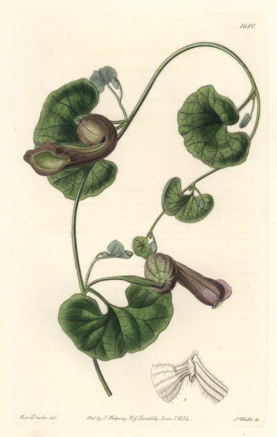 Chilenske Aristoloche or Fox Ears - S. Watts Strong Water fra en illustrasjon av Sarah Anne Drake (1803-1857), fra Botanical Register av Sydenham Teast Edwards