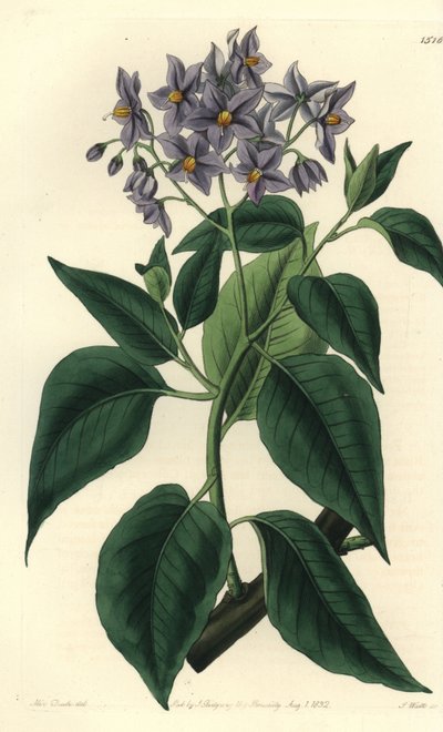 Chilensk potettre eller solanum med krympet blad. Håndfarget kobberstikk av S. Watts etter en illustrasjon av Miss Sarah Drake fra Sydenham Edwards