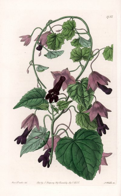 Kinesisk hatt - Plate gravert av S.Watts, fra en illustrasjon av Sarah Anne Drake (1803-1857), fra Botanical Register of Sydenham Edwards (1768-1819), England av Sydenham Teast Edwards