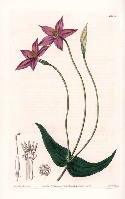 Chironia Variete - Plate gravert av S.Watts, fra en illustrasjon av Sarah Anne Drake (1803-1857), fra Botanical Register of Sydenham Edwards (1768-1819), England av Sydenham Teast Edwards