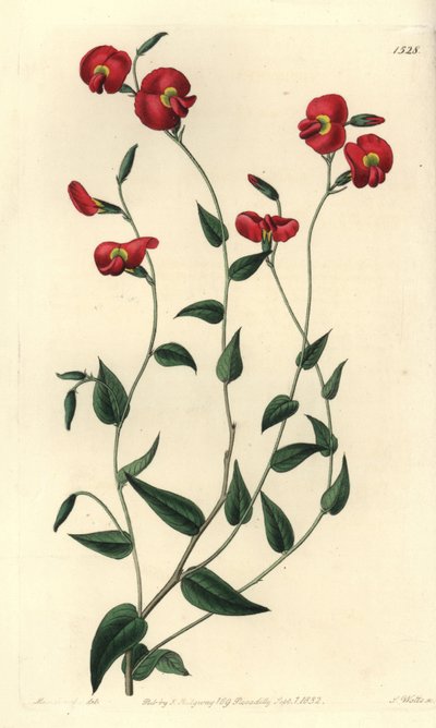 Chorizema ovatum (Ovat chorozema, Chorozema ovatum). Håndfarget kobberstikk av S. Watts etter en illustrasjon av Miss Sarah Drake fra Sydenham Edwards